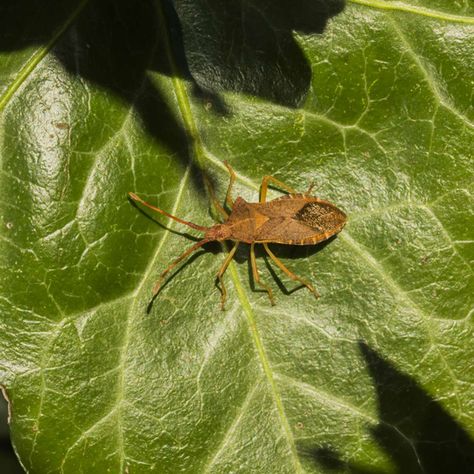 squash bugs and how to get rid of them Slugs In Garden, Bad Bugs, Squash Bugs, Squash Plant, Organic Pesticide, Easy Vegetables To Grow, Organic Pest Control, Garden Bugs, Vegetable Garden Planning