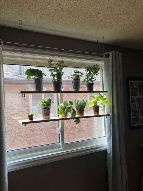 Hanging Shelves My Husband Made For Our Plants And Herbs! Made With Just Wood And Cables! | Bored Panda Kitchen Window Plants, Kitchen Window Shelves, Window Shelf For Plants, Kitchen Garden Window, Diy Planters Indoor, Window Plant Shelf, Lots Of Plants, Windowsill Garden, Window Shelves