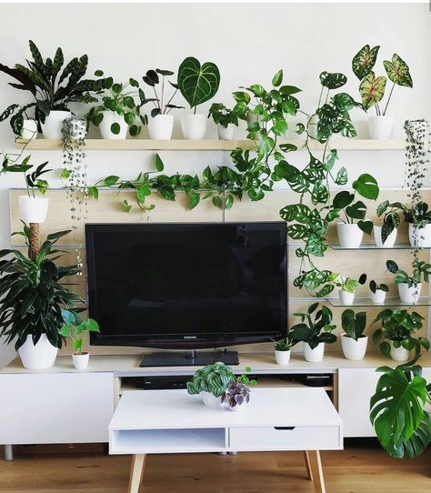 Plants behind tv Tv With Plants, Ruang Tv, Tanaman Indoor, نباتات منزلية, Bedroom Plants, Plant Decor Indoor, House Plants Decor, House Plants Indoor, Plant Shelves