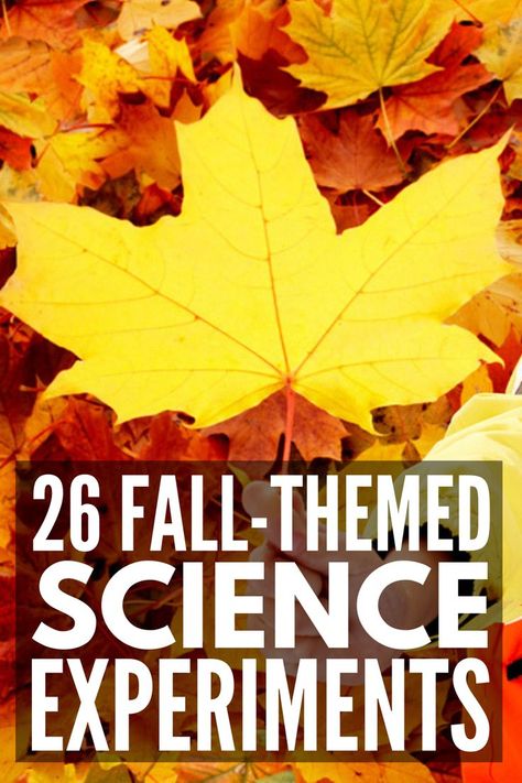 Fall Experiments For Kindergarten, Fall Preschool Experiments, Fall Stem Activities For Kids Preschool, Fall Harvest Science Preschool, Autumn Science Experiments Preschool, Fall Prek Science Experiments, October Science Experiments Preschool, Fall Stem Activities Kindergarten, September Science Preschool