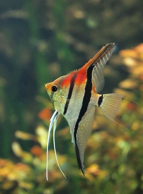 Manacapuru Red Shoulder Angelfish (Pterophyllum scalare, Cichlid) Natural Aquarium, Tanaman Air, Ikan Air Tawar, Small Fish Tanks, Tropical Fish Aquarium, Tropical Freshwater Fish, Freshwater Aquarium Fish, Cool Fish, Cute Fish