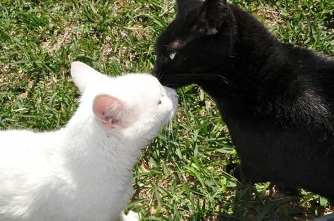 White Cat, A Black, Black And White, White, Black