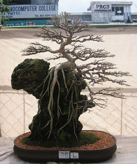 Bonsai On The Rock, Windswept Bonsai, Bonsai Tree Care, Bonsai Techniques, Indoor Bonsai Tree, Bonsai Styles, Indoor Bonsai, Drama Free, Bonsai Art