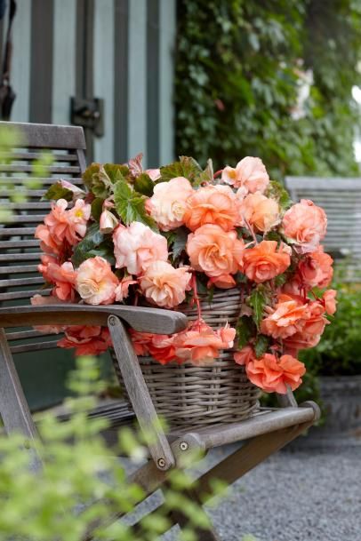 Peach Cottage, Longfield Gardens, Hgtv Garden, Longwood Gardens, Thriving Garden, Indoor Gardens, Peach Trees, Garden Pictures, Winter Flowers