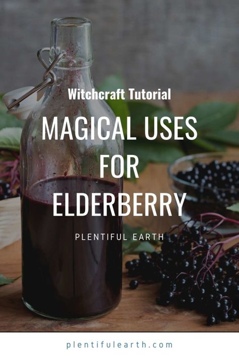 Elderberry Magical Properties, Elderberry Properties, Growing Elderberries, Herb Pantry, Pagan Kitchen, Witchy Healing, Foraging Plants, Elderberry Uses, Elderberry Benefits