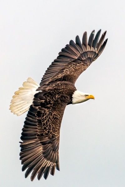 Ready to eat by jackye - ViewBug.com Bald Eagle Tattoos, Eagle Drawing, Eagle Images, Bird Barn, Eagle Painting, Eagle Wallpaper, Eagle Pictures, Eagle Tattoos, Eagle Art