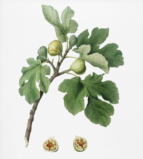 Fig (Ficus carica) from Pomona Italiana (1817 - 1839) by Giorgio Gallesio (1772-1839). Original from New York public library. Digitally enhanced by rawpixel. | premium image by rawpixel.com Fig Art, Fig Drawing, Framed Floral Art, Ficus Carica, Fruit Artwork, Canvas Kitchen Wall Art, Kitchen Canvas, Fruit Wall Art, Art Fruit