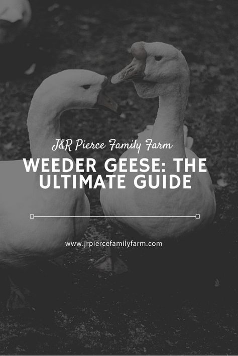 Thinking about raising geese? If so, you might want to consider weeder geese to ease your gardening burden. #weedergeese #raisinggeese #homesteading #weeding #gardenweedingtips #gardening #gardeningtips #jrpiercefamilyfarm Raising Geese, Geese Breeds, So You, Raising Ducks, Raising Farm Animals, Homesteading Ideas, Homesteading Diy, Animal Pen, Starting A Garden