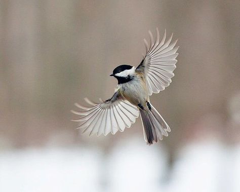 Black Capped Chickadee Chickadee Tattoo, Flying Bird Tattoo, Chickadee Bird, Black Capped Chickadee, Tattoo Photography, Flying Birds, Flying Bird, Tiny Bird, Birds Tattoo