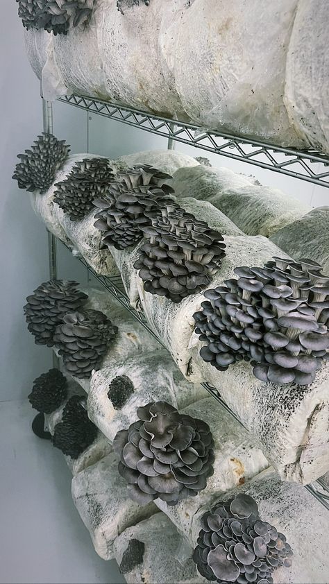 Goblin Culture, Shroom Room, Mushroom Farming, Mushroom Guide, Mushroom Farm, Mushroom Identification, Mushroom Spores, Mushroom Grow Kit, Mushroom Pictures