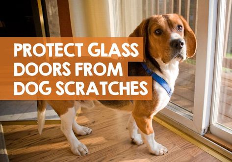 How to Protect a Glass Door from Dog Scratches: 7 Ways Protect Door From Dog Scratches, Dog Scratching Door, Glass Front Door Privacy, Door Protector From Dog, Dog Backyard, Patio Windows, Dog Storage, Glass Door Lock, Door Protection