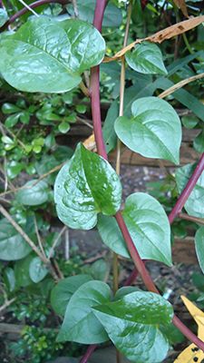 Spinach Garden, Eucalyptus Deglupta, Ayurvedic Plants, Malabar Spinach, Spinach Seeds, Magia Das Ervas, Florida Gardening, Herbal Plants, Food Forest