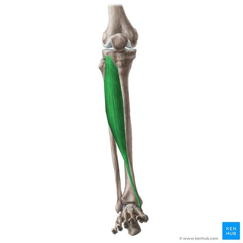 Tibialis anterior muscle (Musculus tibialis anterior); Image: Liene Znotina Tibialis Anterior Muscle Anatomy, Tibialis Anterior, Soleus Muscle, Gastrocnemius Muscle, Human Muscle Anatomy, Muscle System, Knee Ligaments, Gross Anatomy, Nerd Jokes