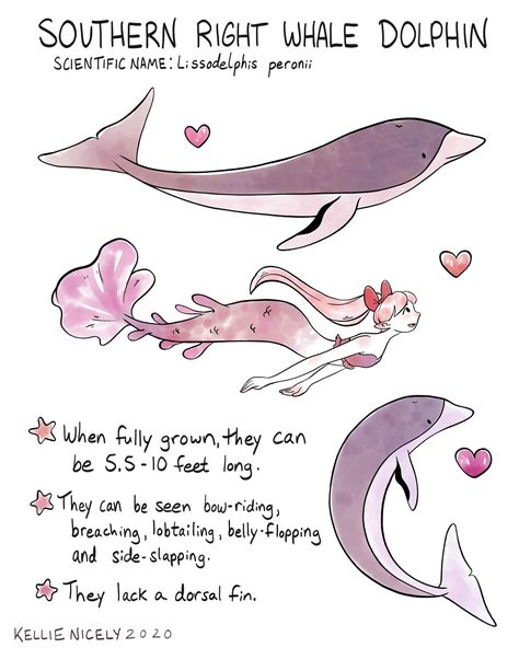 Dolphin Aesthetic Drawing, Dolphin Fursona, Dolphin Humanoid, Dolphin Oc, Whale Shark Mermaid, Fantasy Warfare, Whale Mermaid, Dolphin Mermaid, Southern Right Whale