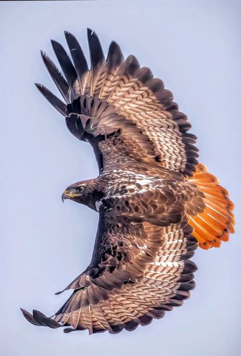 Hawk Bird Photography, Red Tailed Hawk Photography, Redtail Hawk Tattoo, Red Tailed Hawk Tattoo, Hawks Bird, Hawk Drawing, Redtail Hawk, Hawk Flying, Detailed Tattoos