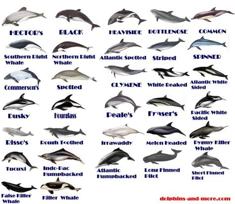 Types of Dolphins You Didn’t Even Know Existed (PHOTOS)- Southern Right Whale Dolphin. Description from pinterest.com. I searched for this on bing.com/images Types Of Dolphins, Dolphin Species, Animal Knowledge, Aquatic Mammals, Ocean Mammals, Types Of Whales, Animals Information, Sea Mammal, Ocean Science