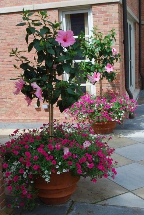 Hibiscus Tree, Beautiful Front Doors, Container Garden Design, Container Gardening Flowers, Flower Pots Outdoor, Flower Pot Garden, Hidden Valley, Garden Containers, Tropical Climate