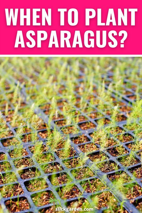 The best time of planting asparagus crowns in your garden is spring when the soil starts working most of the gardener’s plant asparagus at about the same time when potatoes go in the ground. When To Plant Asparagus Crowns, When To Plant Asparagus, Vegetable Growing Cheat Sheet, How To Plant Asparagus, Planting Asparagus Crowns, Planting Asparagus, Plant Asparagus, Asparagus Garden, Grow Asparagus