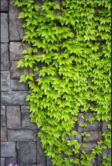 Fresh, green Ivy - crawling on wall behind host/hostess table at the entrance Types Of Ivy, Wall Climbing Plants, Climbing Ivy, Boston Ivy, Ivy Wall, Ivy Vine, English Ivy, Backyard Gardening, Green Ivy