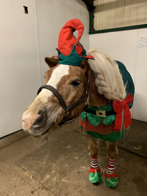 Merry Christmas to all! Yule Party, Horse Fancy Dress, Horse Costume Ideas, Horse Bonnet, Summer Cowgirl Outfits, Equestrian Christmas, Summer Cowgirl, Horse Halloween Costumes, Horse Halloween