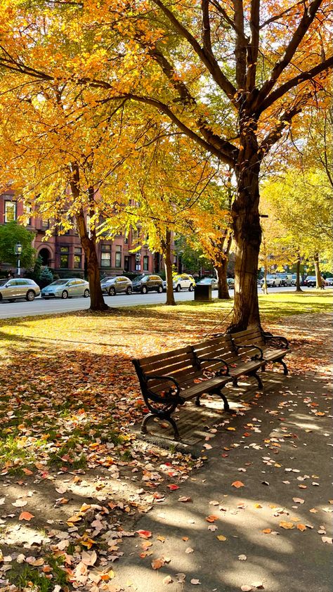 Autumn trees and falling yellow and orange leaves #commave #boston #fall #bostonfall #newengland #autumn #park #parkbench Autumn In Philadelphia, Park In Autumn, Fall Trees Aesthetic, Autumn Park Photography, Autumn Trees Aesthetic, End Of Fall, Chicago Park, Yellow Autumn Leaves, Los Angeles Parks