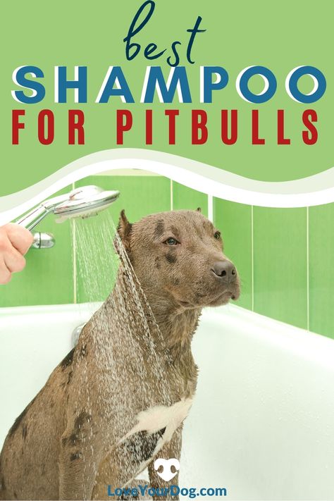 Pitbull Care Tips, Pitbull Care, Pet Insurance Dogs, Pitbull Terriers, Homemade Dog Shampoo, Dog Dry Skin, Best Dog Shampoo, Oatmeal Dog Shampoo, Staffordshire Terriers