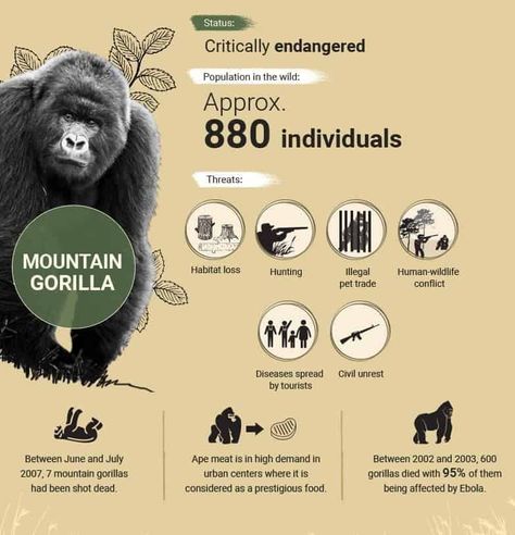 In pictures: The ten most endangered animals in Africa [infographic] Wildlife Infographic, Africa Infographic, Animals In Africa, Zoo Signage, Elephant Habitat, African Rainforest, Animal Infographic, Animals Information, Animal Conservation