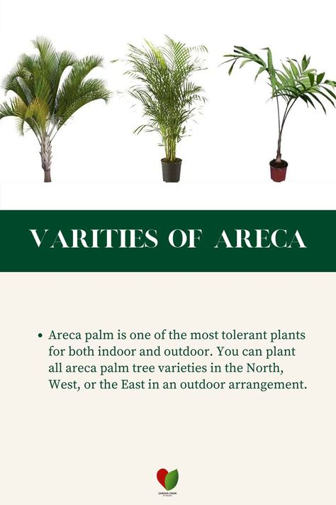 Areca Palm is one of the most tolerant plants for both indoor and outdoor. 
You can plant all areca palm tree varieties in the north, west or the east in an outdoor arrangements. 
Here are some types of Areca Palm. 
1. Dypsis Lanceolata 
2. Dypsis Prestonlana 
3. Dypsis Utilis 
4. Dypsis Batonii

Do visit our website: https://gardengram.in/

Do #follow us for more tips!!! Areca Palm Indoor, Areca Palm, The East, North West, Palm Tree, Palm Trees, Canning, Plants