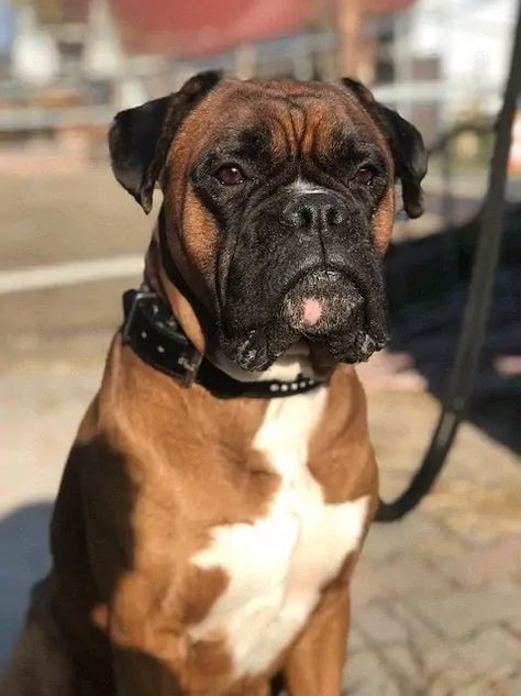 Black Boxer Dog, Boxer Dog Tattoo, Boxer Dogs Facts, White Boxer Dogs, Boxer Dog Breed, Boxer Breed, Boxer Dogs Funny, Boxer Dogs Art, Funny Boxer