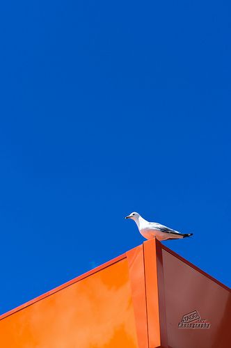 Orange Aesthetics, Contrast Photography, Minimal Photography, Orange You Glad, Orange Aesthetic, Minimalist Photography, Aesthetic Colors, Colour Board, Complementary Colors