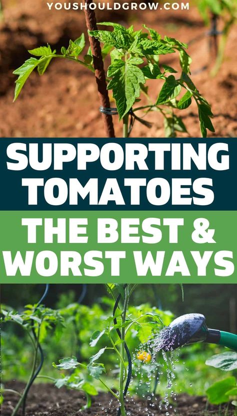 Growing tomatoes in your vegetable garden means you get to enjoy a summer full of your own organic tomatoes. Supporting tomatoes to keep them off the ground is the best way to keep healthy plants and get more tomatoes. Looking for tomato trellis ideas to try this season in your vegetable garden? Here are the best and worst ways to stake your tomato plants. Tomato Plant Trellis, Staking Tomatoes, Staking Tomato Plants, Tomato Support, Cherry Tomato Plant, Tomato Trellis, Growing Tomato Plants, Types Of Tomatoes, Vegetable Garden Tips