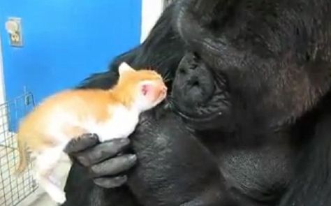 gentle giant Koko making friends with a kitten Unusual Animal Friendships, Animal Friendships, Baby Gorillas, Grey Kitten, Young Animal, Animals Friendship, Unusual Animals, Gentle Giant, Weird Animals