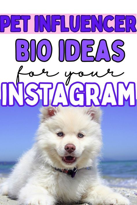 Are you looking to grow your dog's instagram following? Your first impression is your instagram bio. These dog bio ideas are perfect for any pet influencer. Check out our best tips to grow your dog account. Bio Ideas For Instagram, Dog Boutique Ideas, Pet Influencer, Instagram Mockup, Dog Mom Quotes, Instagram Bio Ideas, Ideas For Instagram, Instagram Dog, Dog Business