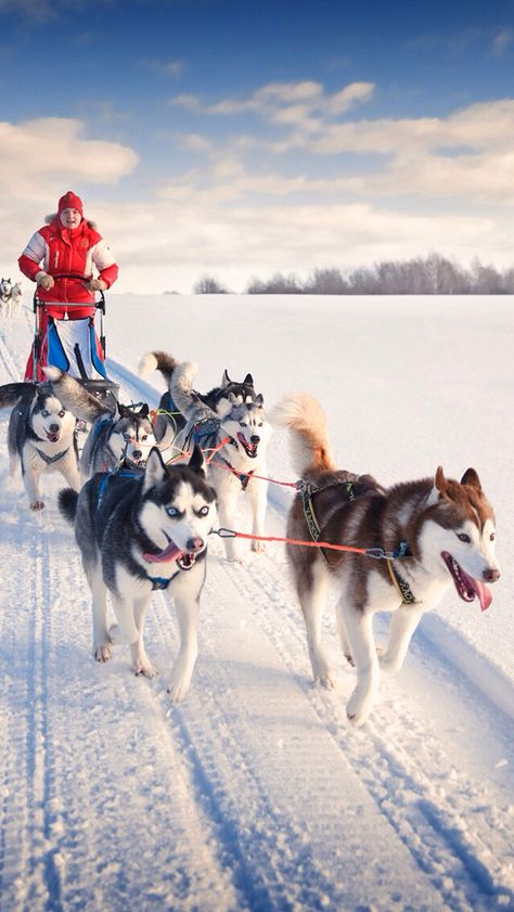 Husky Puppy Training, Dog Sleigh, Laika Dog, Huskies Sled, Dog Films, Sled Dogs, Sled Dog, Pole Nord, Rare Dogs