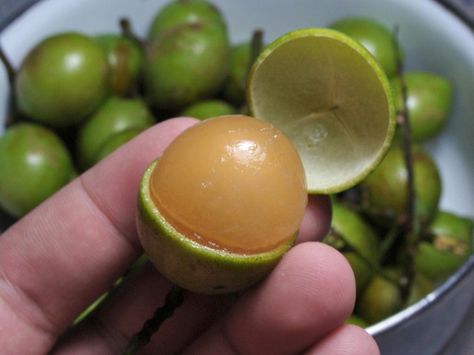 Mamoncillo: A Tangy Tropical Fruit Panamanian Food, Weird Fruit, Trini Food, Strange Fruit, Haitian Food Recipes, Puerto Rican Recipes, Beautiful Fruits, Caribbean Recipes, Exotic Fruit