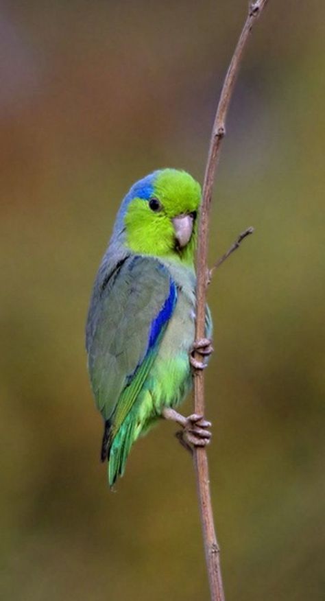 Pacific Parrotlet, Colourful Birds, Animal Reference, Bird Aviary, Parakeets, Parrot Bird, Spring Fever, Nature Birds, Bird Cages