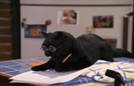 Dear Roommate, Sabrina Cat, Cat Writing, Salem Saberhagen, Salem Cat, National Novel Writing Month, Sabrina Spellman, Work Friends, Passive Aggressive, Memes Br