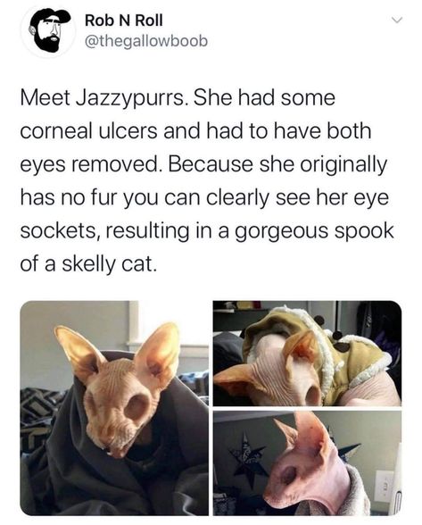 밈 유머, Hairless Cat, Animale Rare, Silly Animals, Silly Cats, Cute Creatures, Cute Little Animals, Animal Memes, Cute Funny Animals