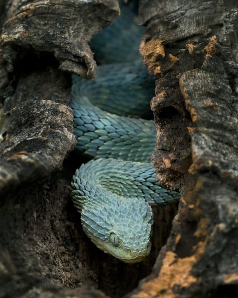 Bush Viper Drawing, Viper Drawing, Bush Viper, Blue Viper, Nature Photography Animals, Kinds Of Snakes, Viper Snake, Snake Drawing, Animals Photography