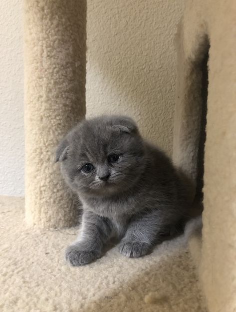 Grey Fluffy Kitten, Grey Cats Aesthetic, Fluffy Grey Cat, Scottish Fold Cats, Cat Grey, Cutee Animals, Cats Photos, Cat Obsession, Grey Kitten