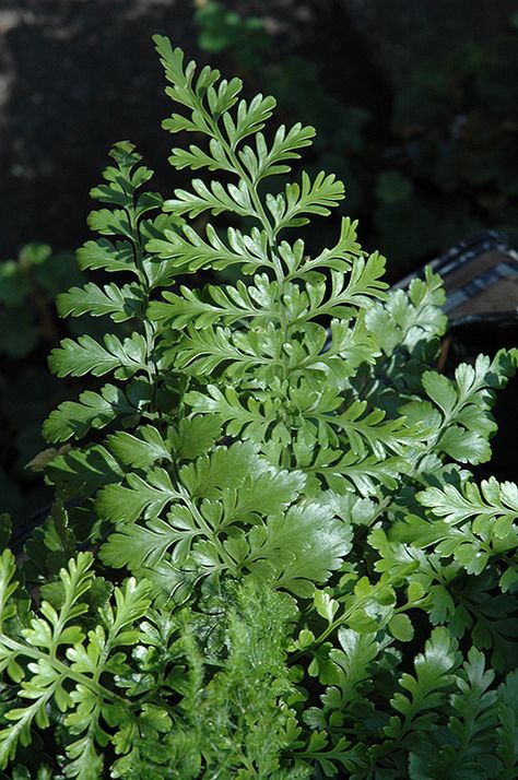 Austral Gem Bird's Nest Fern (Asplenium 'Austral Gem') at Echter's Nursery & Garden Center Austral Gem Fern, Moana Nursery, Bird's Nest Fern, Smyrna Beach Florida, Carson City Nevada, Lakewood Colorado, Crested Geckos, Planting Plants, New Smyrna Beach Florida