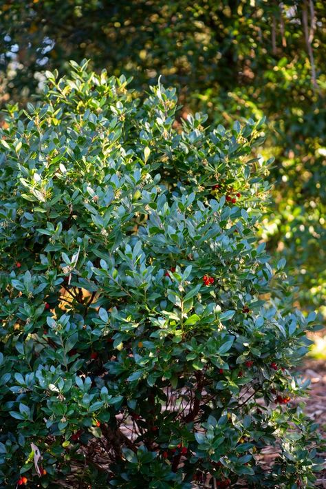 Find help & information on Arbutus unedo Roselily ('Minlily'PBR) strawberry tree [Roselily] from the RHS Arbutus Unedo, Hampton Court Palace Gardens, Strawberry Tree, Orchid Show, Garden Types, Plant Identification, Plant Health, Chelsea Flower, Chelsea Flower Show