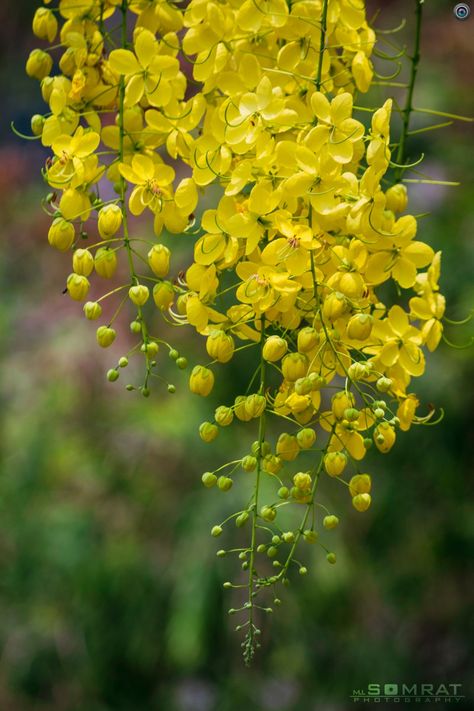 Golden Showers Tree Painting, Cassia Fistula Tree, Golden Showers Tree, Indian Flowers Plants, Beauty Maintenance Routine, Cassia Fistula, Beauty Maintenance, Maintenance Routine, Lotus Flower Pictures