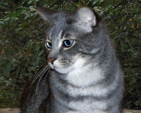 Jaysong- Gray tabby tom with blue eyes- Torrentclan warrior Silver Tabby Cat, Warrior Cats Comics, Gray Tabby, Warrior Cats Books, Amber Eyes, Warrior Cat Oc, Cat Oc, Cat With Blue Eyes, Bad Cats