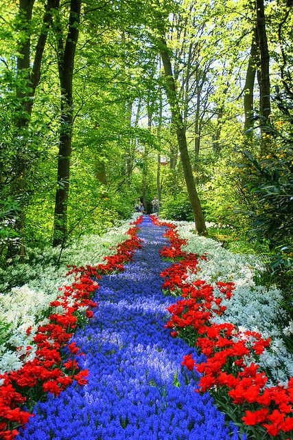 Emmy DE * Path of flowers Keukenhof Lisse, Netherlands by Ryan Mallady www.facebook.com/loveswish Netherlands Tourism, Garden Plan, Crayon Box, Oh The Places Youll Go, Backyard Ideas, Dream Garden, On The Side, Horticulture, Beautiful World