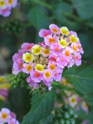 lantana-flower Lantana Bush, Overgrown Plants, Heat Tolerant Flowers, Lantana Flower, Lantana Plant, Lantana Camara, Nice Flower, Tropical Gardens, Beautiful Plants