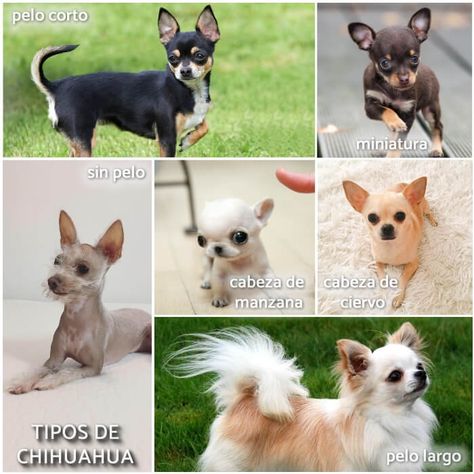 ¿Cuáles son los Verdaderos Tipos de Chihuahua? Diferencias + Fotos Yorkie, Chihuahua, Puppies, Dogs, Animals