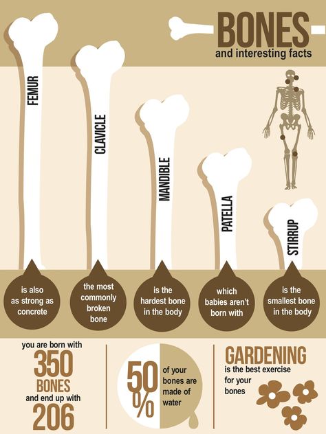 Bones: Interesting Facts Radiography Humor, Rad Tech Humor, Rad Tech Student, Xray Humor, Rad Tech Week, Radiologic Technology, Broken Concrete, Body Bones, Xray Technician