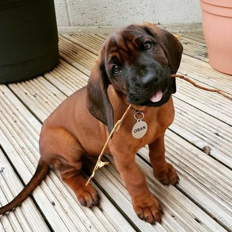 Bavarian Mountain Hound, Hunting Dogs Breeds, Hound Dog Breeds, Hound Breeds, Puppy Photography, Dogs Breeds, Dog List, Indoor Pets, The Middle Ages