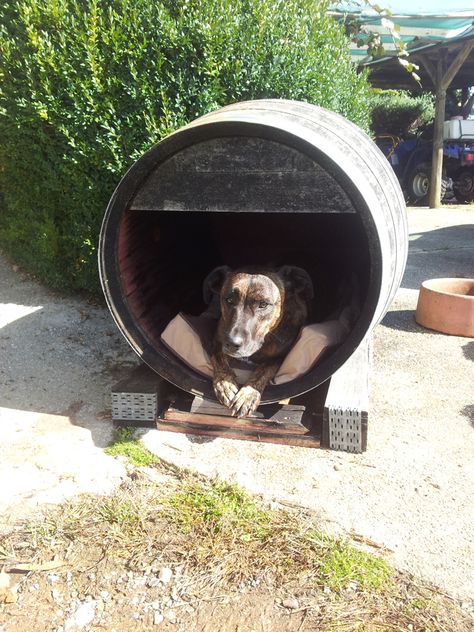 Wine Barrel Dog House Barrel Dog House, Small Dog House, Meds For Dogs, Build A Dog House, Large Dog House, Outdoor Dog House, Dog House Plans, Dog Kennel Outdoor, Dog House Diy